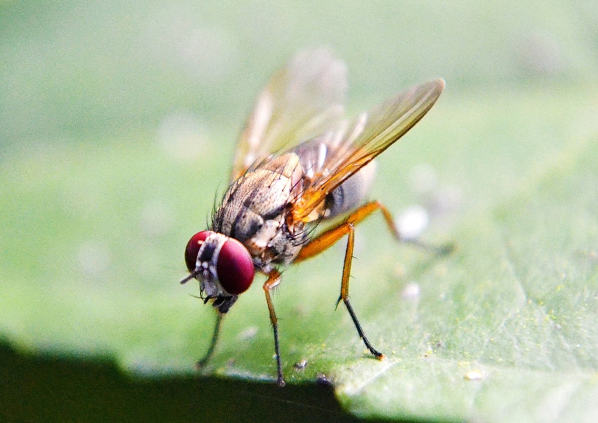 Fruit fly on a leaf