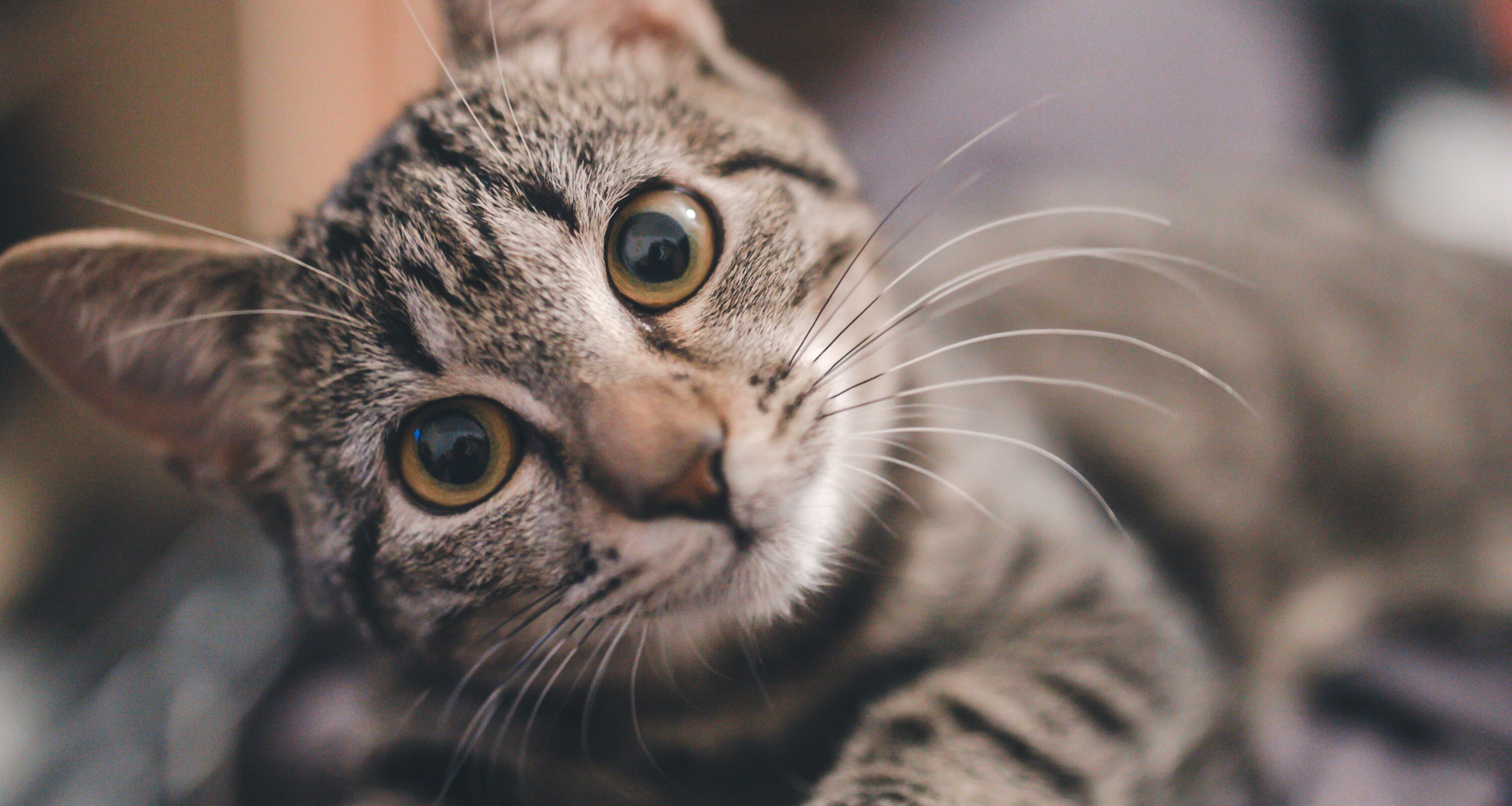 How To Look After Your Pet This Halloween