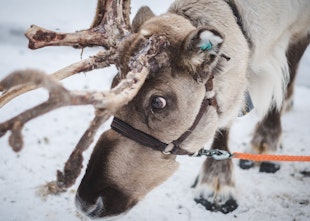 How To Make Reindeer Food That Is Safe For Animals How To Make Reindeer Food That Is Safe For Animals