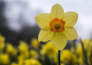 Irish Cancer Society To Hold Digital Daffodil Day Irish Cancer Society To Hold Digital Daffodil Day