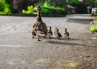 Feel Good News : Dublin Garda Escorts Baby Ducks Back To Safety Feel Good News : Dublin Garda Escorts Baby Ducks Back To Safety