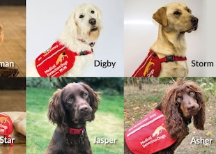 Dogs Are Now Being Trained To Detect Covid-19 In Passengers At UK Airports Dogs Are Now Being Trained To Detect Covid-19 In Passengers At UK Airports
