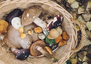 NPIC Shares Warning On Potentially Fatal Mushrooms NPIC Shares Warning On Potentially Fatal Mushrooms